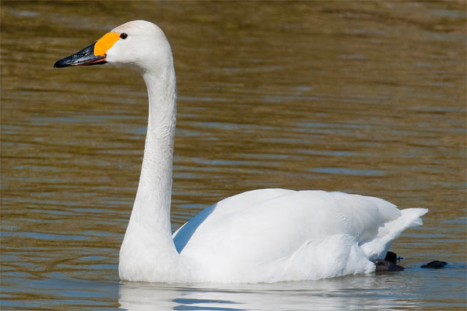 Singschwan - Foto: Christoph Bosch