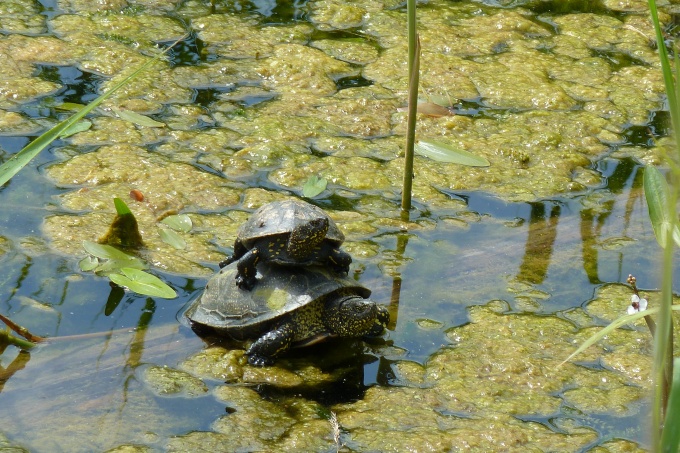 Sumpfschildkröten - Foto: Blumberger Mühle