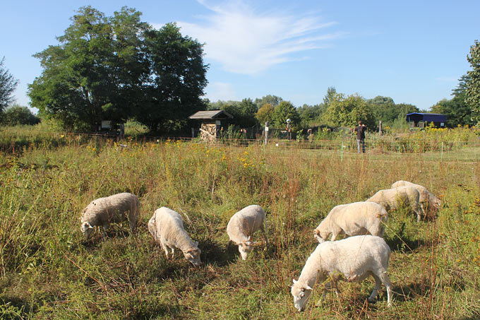 Weidende Schafe - Foto: Helge May