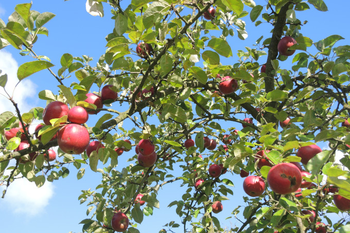 Mit Früchten behangener Apfelbaum