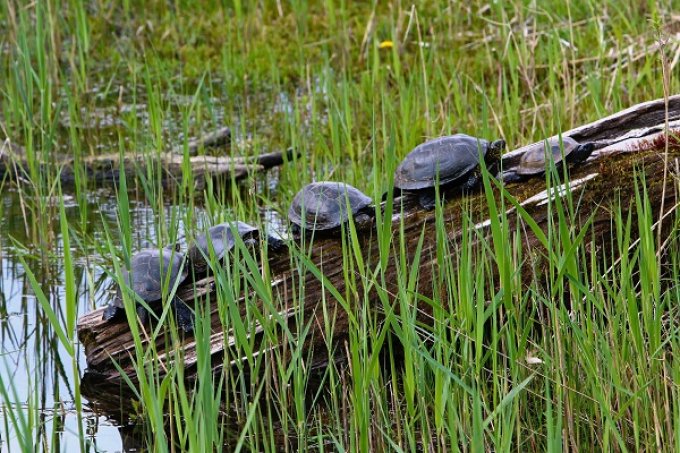 Mehrere Europäische Sumpfschildkröten sitzen auf einem aus dem Wasser ragenden Ast