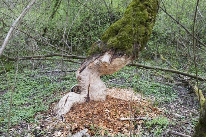 Bild zeigt einen Baum, der im unteren drittel von einem Biber benagt wurde. Es fehlt die Rinde.