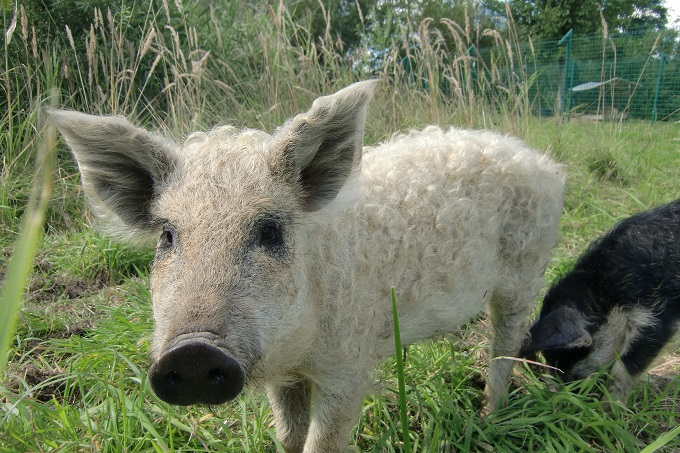 junges helles Mangalica-Schwein