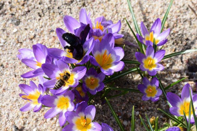 Bienen auf Krokusblüte-Foto:Heinz Kapp